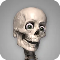 Skelly: Poseable Anatomy Model